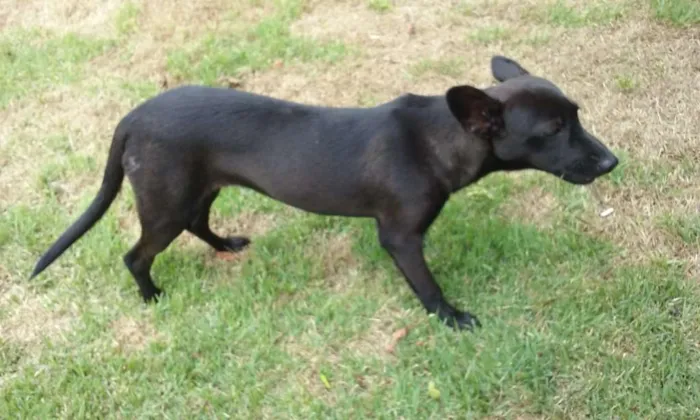 Cachorro ra a Indefinida idade 1 ano nome Sem nome