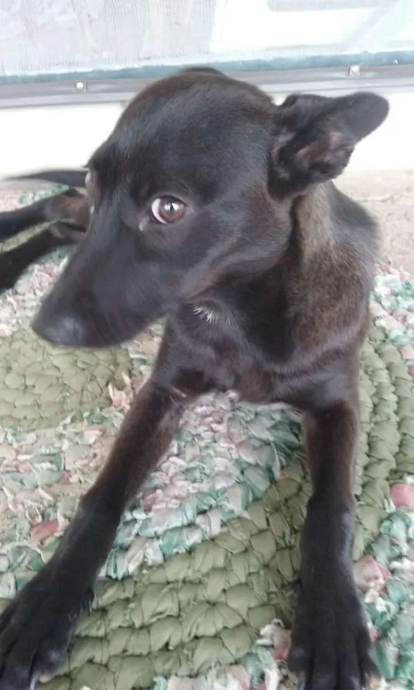 Cachorro ra a Indefinida idade 1 ano nome Sem nome