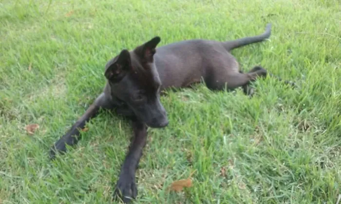 Cachorro ra a Indefinida idade 1 ano nome Sem nome