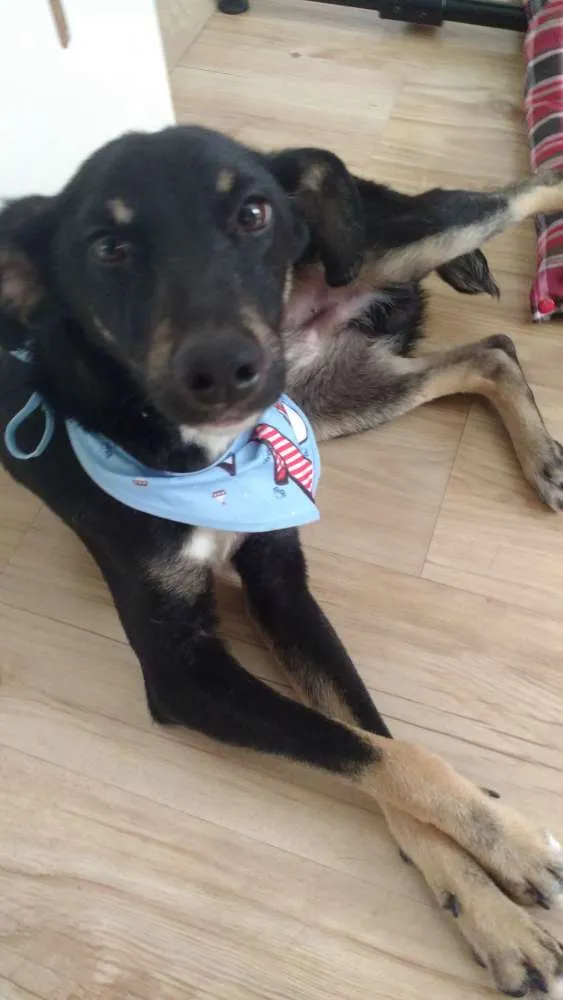 Cachorro ra a Srd idade 2 a 6 meses nome Pêtu
