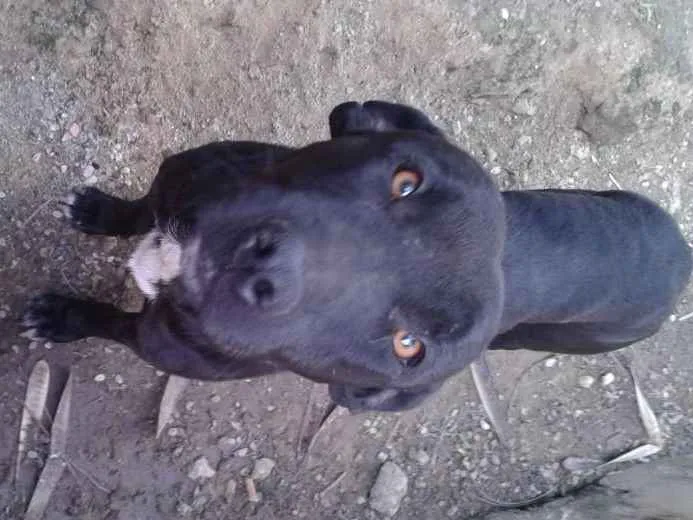 Cachorro ra a Indefirida idade 3 anos nome Chapyoh