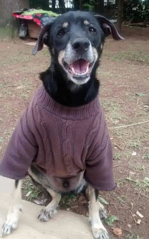 Cachorro ra a Não sei idade 7 a 11 meses nome Mortadela