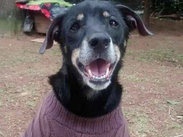 Cachorro ra a Não sei idade 7 a 11 meses nome Mortadela