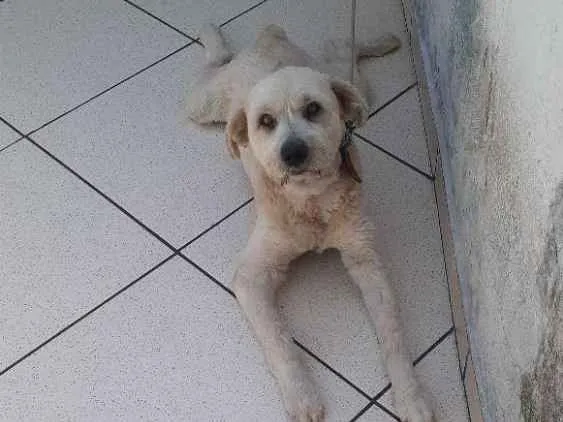 Cachorro ra a Srd idade 4 anos nome Boby