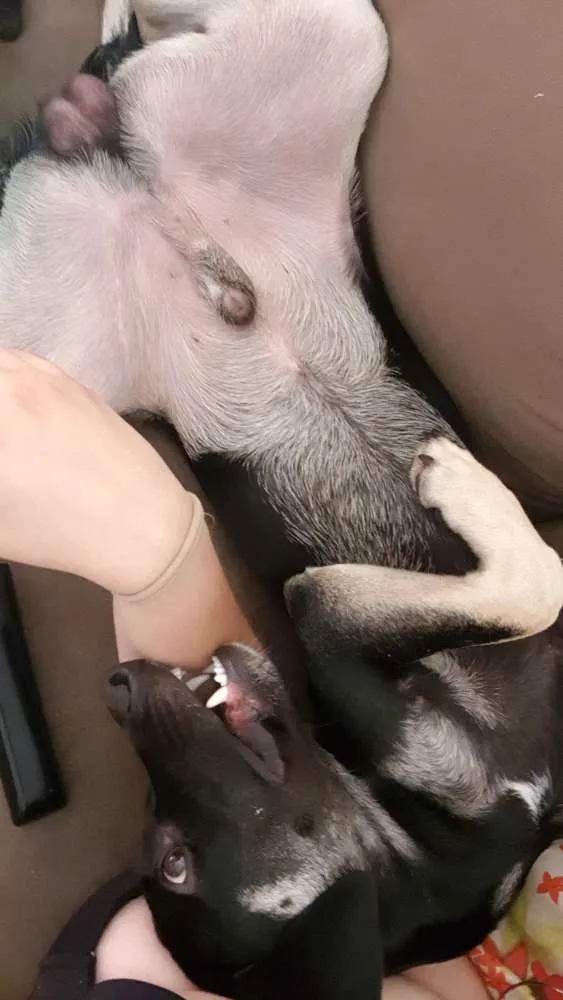 Cachorro ra a Vira lata idade 1 ano nome Jack