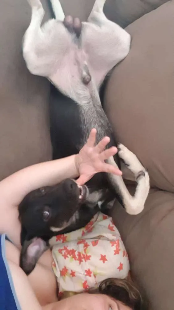 Cachorro ra a Vira lata idade 1 ano nome Jack