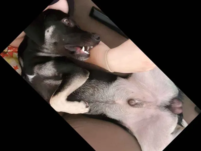 Cachorro ra a Vira lata idade 1 ano nome Jack