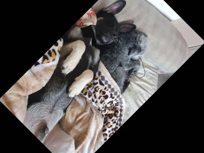 Cachorro ra a Vira lata idade 1 ano nome Jack