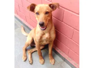 Cachorro raça Srd idade 2 a 6 meses nome Bob