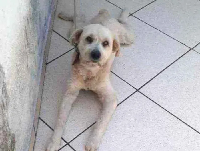 Cachorro ra a Srd idade 4 anos nome Boby