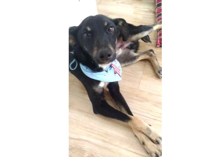 Cachorro ra a Srd idade 2 a 6 meses nome Pêtu