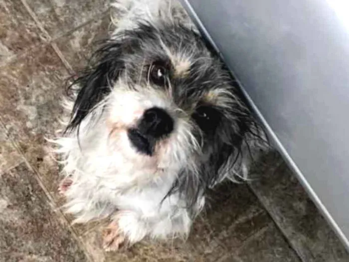 Cachorro ra a Shitszu com Lhasa  idade 2 anos nome Chay