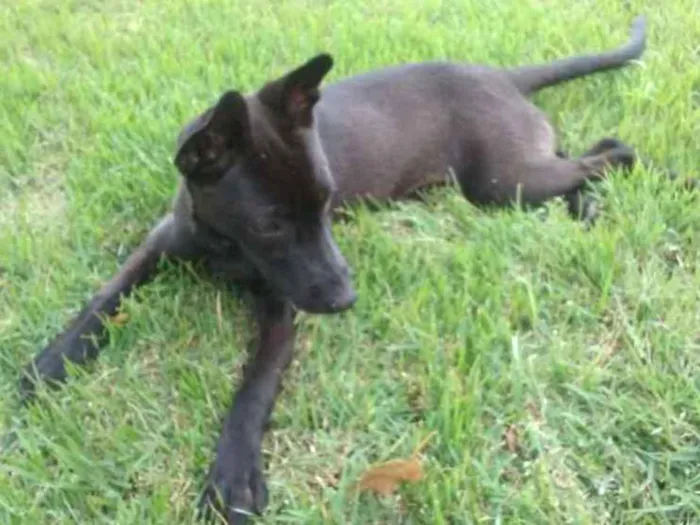Cachorro ra a Indefinida idade 1 ano nome Sem nome