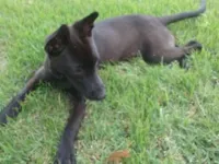 Cachorro raça Indefinida idade 1 ano nome Sem nome