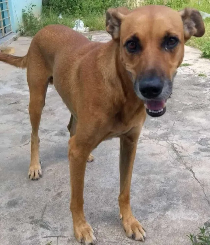 Cachorro ra a Vira lata idade 4 anos nome Max