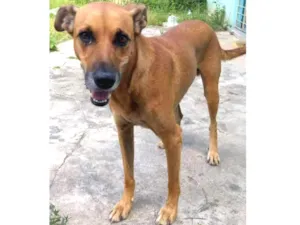 Cachorro raça Vira lata idade 4 anos nome Max