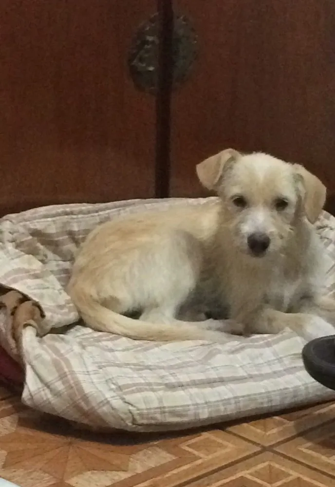 Cachorro raça Srd idade 2 a 6 meses nome Paçoca 