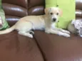 Cachorro raça Srd idade 2 a 6 meses nome Paçoca 