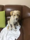 Cachorro raça Srd idade 2 a 6 meses nome Paçoca 