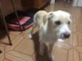 Cachorro raça Srd idade 2 a 6 meses nome Paçoca 