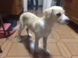 Cachorro raça Srd idade 2 a 6 meses nome Paçoca 