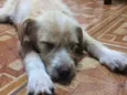 Cachorro raça Srd idade 2 a 6 meses nome Paçoca 