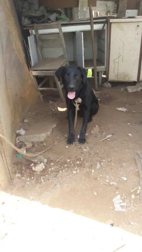 Cachorro raça Labrador/srd idade 1 ano nome Marley