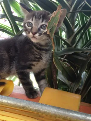 Gato raça Indefinida idade 2 a 6 meses nome Não tem nome.