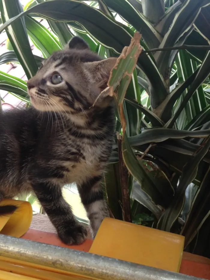 Gato ra a Indefinida idade 2 a 6 meses nome Não tem nome.