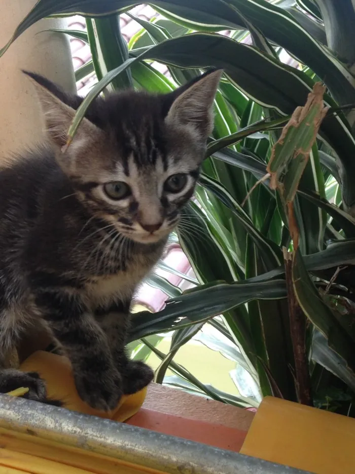Gato ra a Indefinida idade 2 a 6 meses nome Não tem nome.