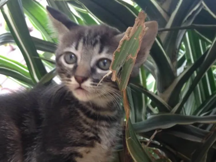 Gato ra a Indefinida idade 2 a 6 meses nome Não tem nome.