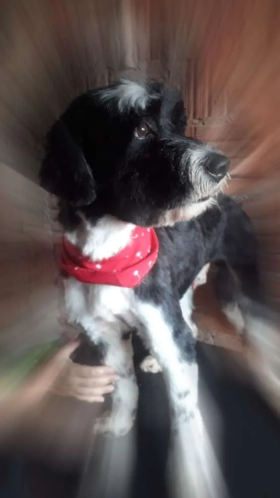 Cachorro ra a Poodle idade 3 anos nome Tom