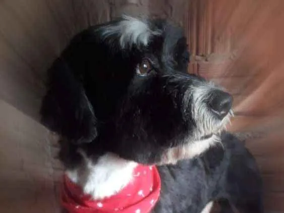 Cachorro ra a Poodle idade 3 anos nome Tom