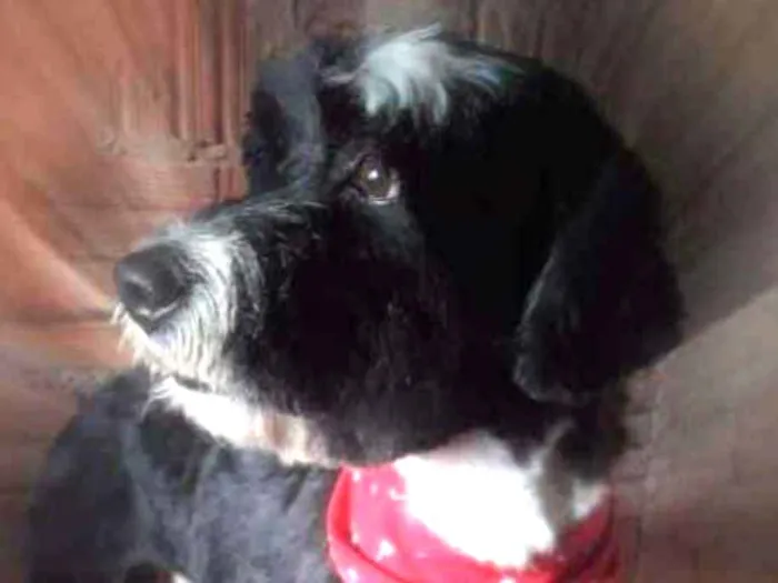 Cachorro ra a Poodle idade 3 anos nome Tom