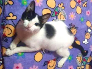 Gato raça Srd idade 2 a 6 meses nome Fada