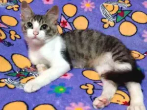 Gato raça Srd idade 2 a 6 meses nome Tico