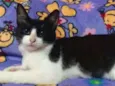 Tatá