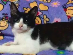 Gato raça Srd idade 2 a 6 meses nome Tatá