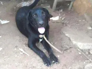 Cachorro raça Labrador/srd idade 1 ano nome Marley