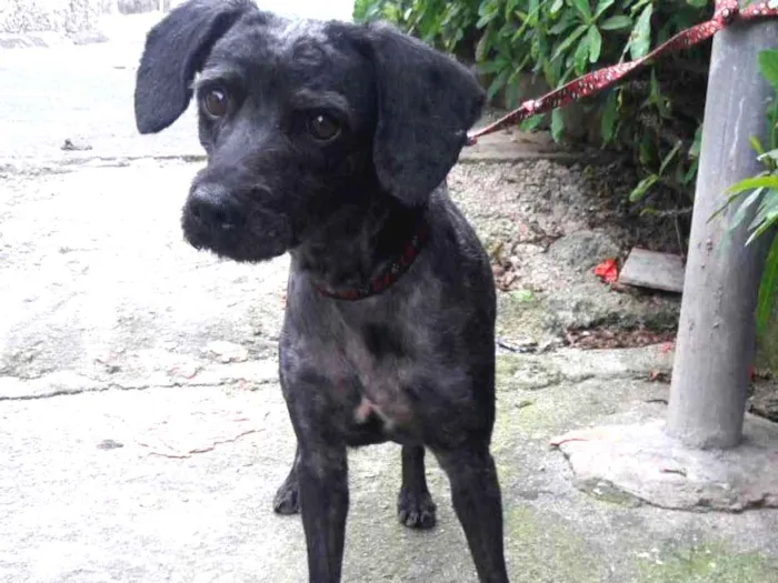 Cachorro raça Mix poodle idade 2 anos nome Dino