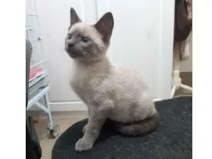 Gato raça SRD idade 2 a 6 meses nome Cupuaçú