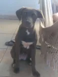 Mel