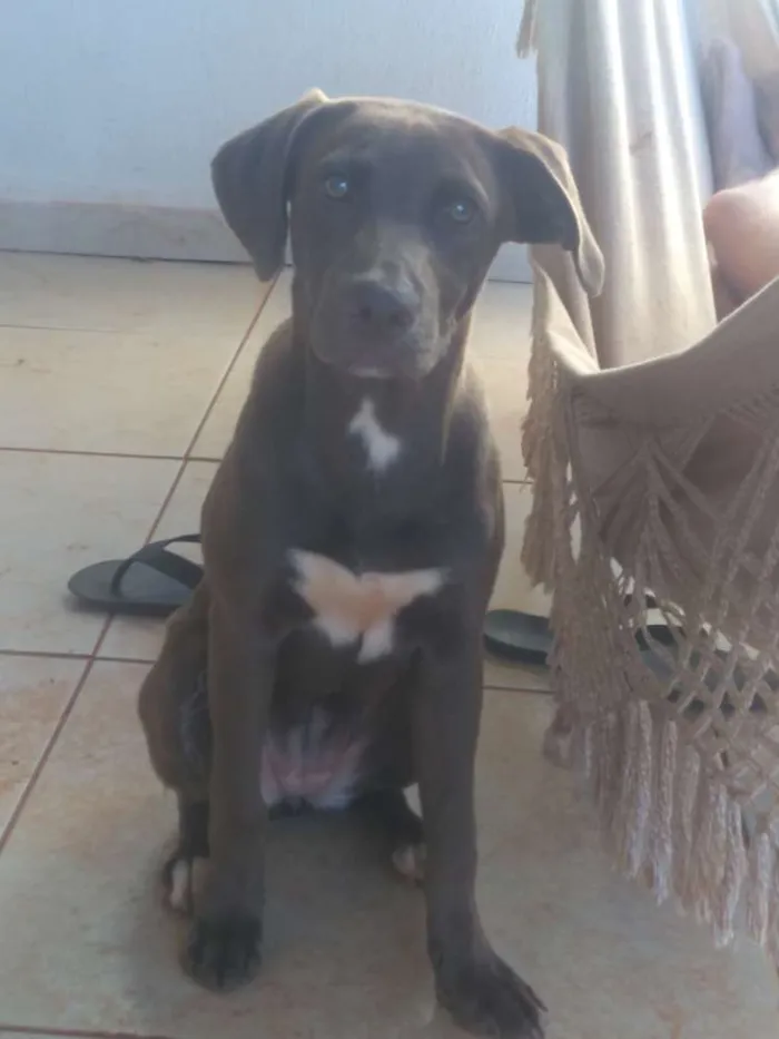 Cachorro ra a Labrador idade 2 a 6 meses nome Mel