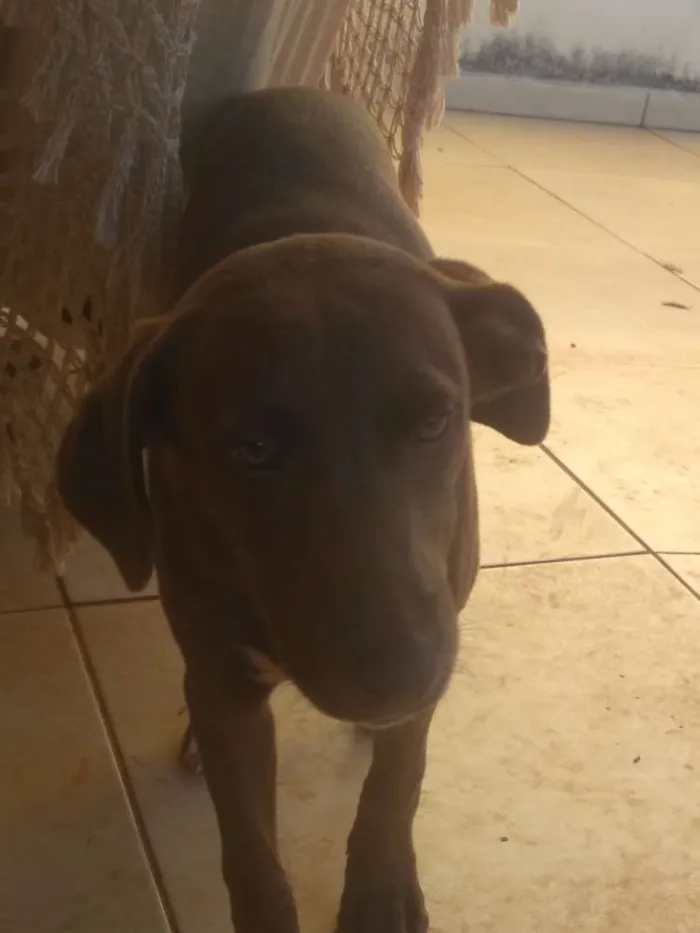 Cachorro ra a Labrador idade 2 a 6 meses nome Mel