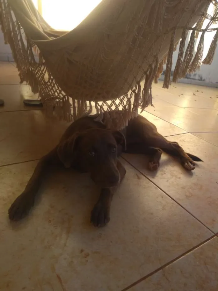 Cachorro ra a Labrador idade 2 a 6 meses nome Mel