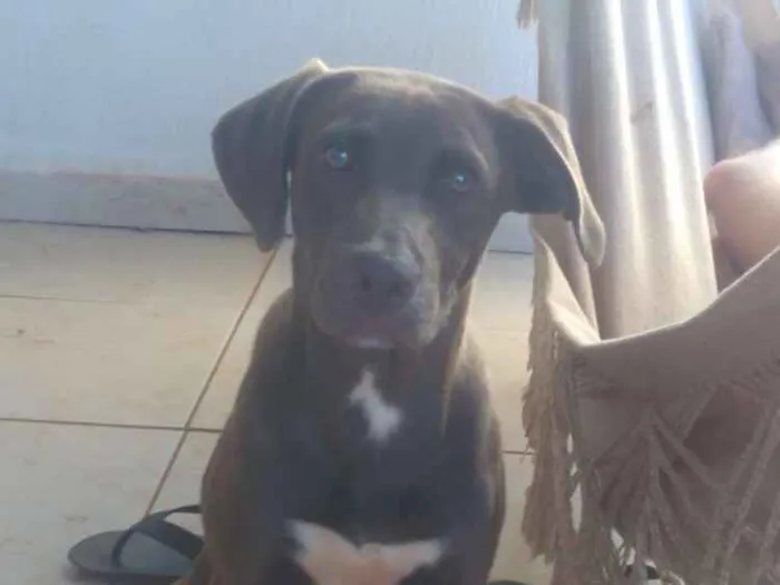 Cachorro ra a Labrador idade 2 a 6 meses nome Mel