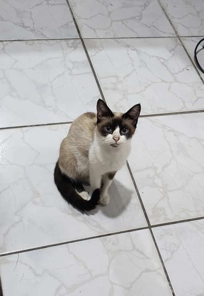 Gato ra a Sem raça definida  idade  nome Sem nome