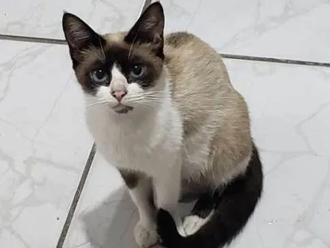 Gato ra a Sem raça definida  idade  nome Sem nome