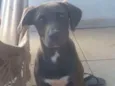 Mel
