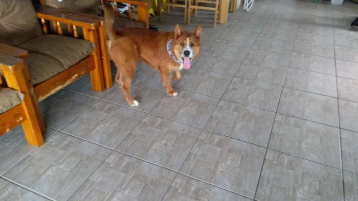 Cachorro raça SRD idade 3 anos nome Mel